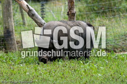 Hängebauchschwein (13 von 37).jpg